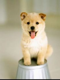 家犬列传