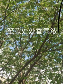 笙歌处处香气浓