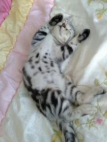 猫咪和主人的搞笑对话