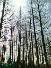 枯樹林
