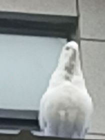 严夕情