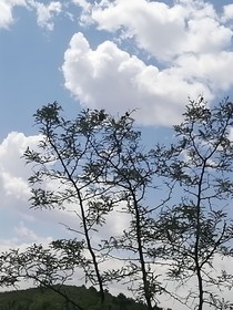 萌学园之命运和使命