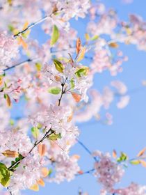 传说的花