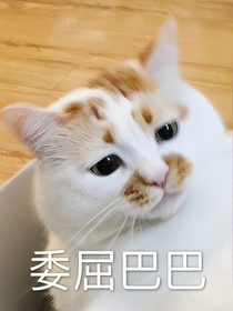 老實(shí)人也有春天