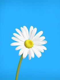 洛南……雛菊
