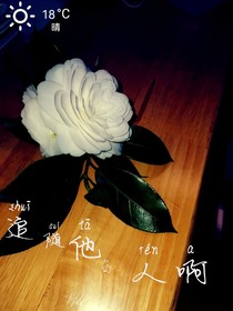 追随他的人啊