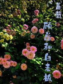 顾总的白芷筱