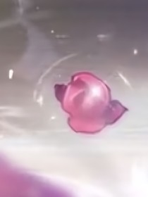 耳食之言