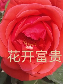 守衛(wèi)軍小劇場