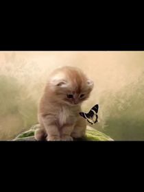 野猫外传之桃星与斑星的秘密