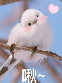 女高中生日記