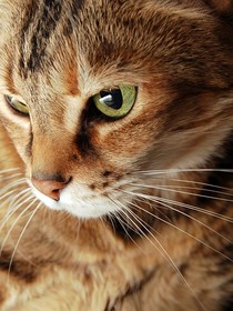 猫武士战族传奇—荣耀之道1