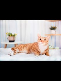 野猫外传之小瑜儿的尊贵