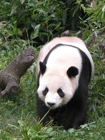 不一样的快穿：熊猫想要当人