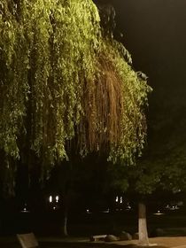 那棵梧桐树下
