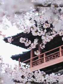 一日长安花-d547