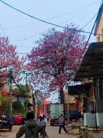 时光海中的樱花树