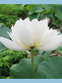綜穿之花開時節(jié)與誰來