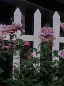 花灵传记