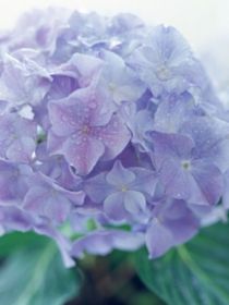 传闻中的陈芊芊第四季