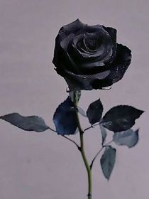 重生心愿
