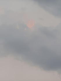 仙草蜜阳
