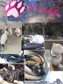 每日貓貓報(bào)