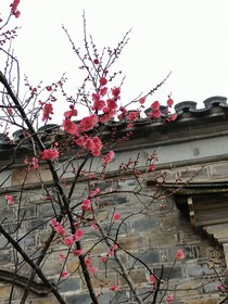 青梅，別情