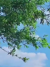 坤穎：晚霞