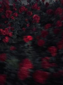 时怜见风雨