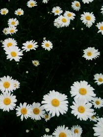 霧散—花開