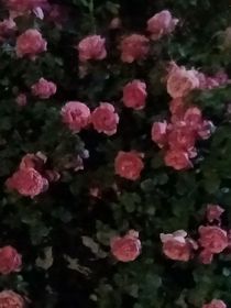 鲜花系统
