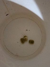 星星的祈祷