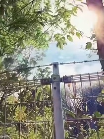 沐风之吻