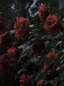 王俊凯：被踏在烂泥里的玫瑰