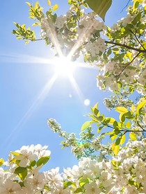 泌入年芳，唤影思裳