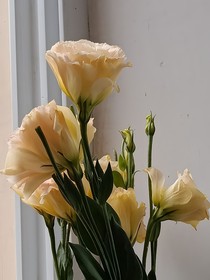 野百合的花店