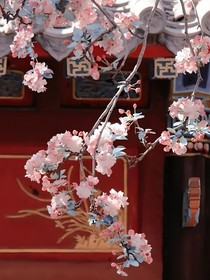 王者：海棠不及美人顏