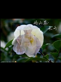 屿山茶，未开