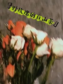 野玫瑰與白山茶