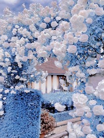 饲花
