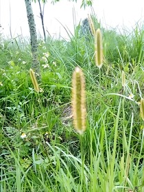 狗尾巴草：遗憾