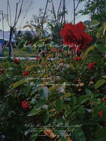 暗恋——花语