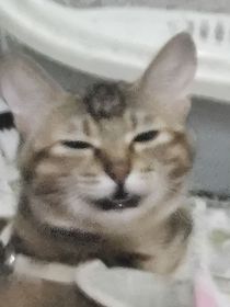 猫和仓鼠也可以在一起？！
