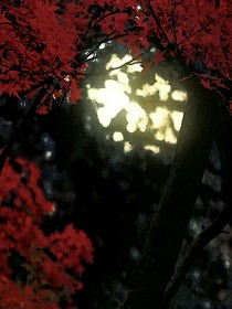 畫與楓林