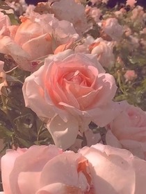 玫瑰杀手（连载）