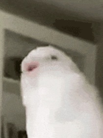 罗非鱼的随笔