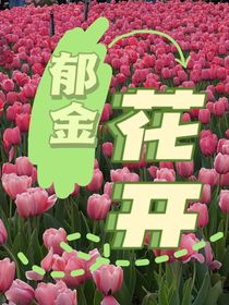郁金花开