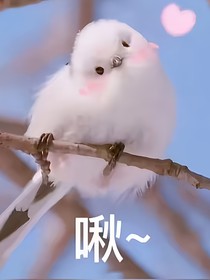 小肥啾