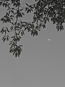 北燕歸南
